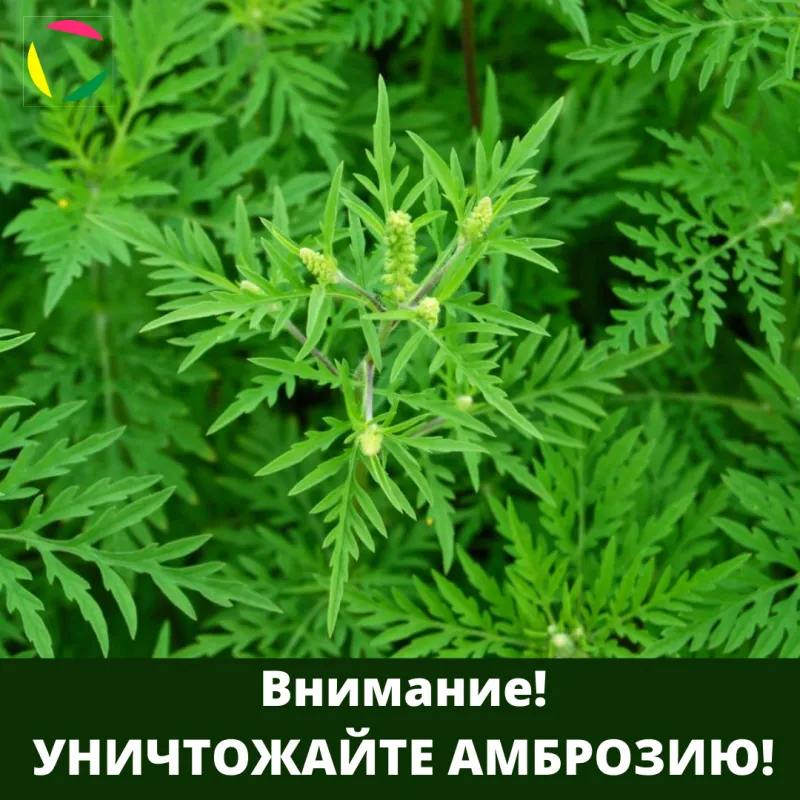 Амброзия! Внимание! Уничтожайте амброзию!