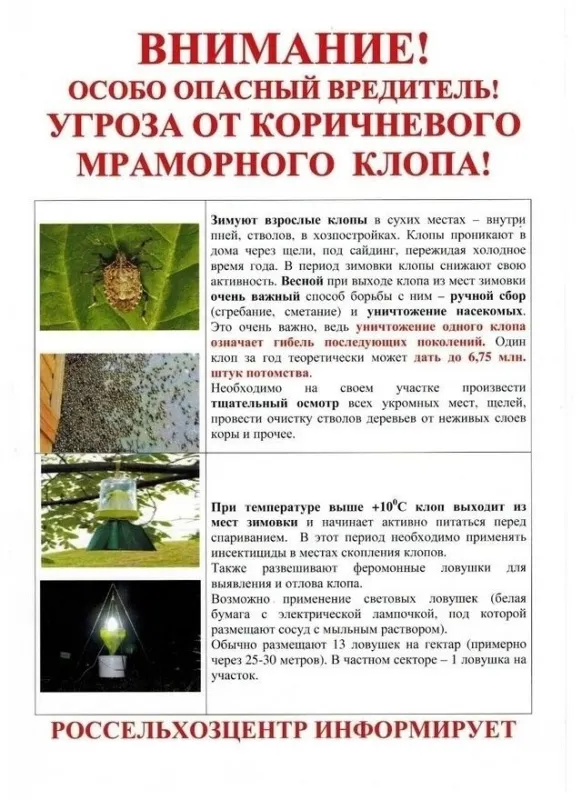 Угроза от коричневого мраморного клопа