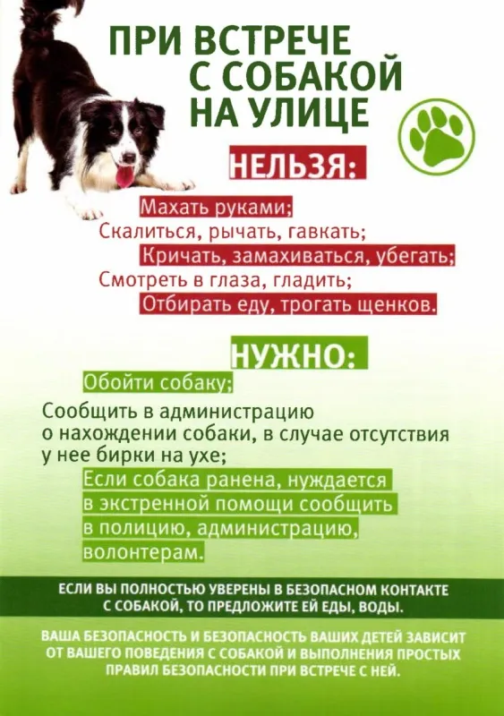 Памятка "Что делать при встрече с собакой"
