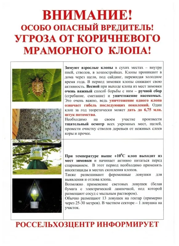 ВНИМАНИЕ! ОСОБО ОПАСНЫЙ ВРЕДИТЕЛЬ! КОРИЧНЕВО-МРАМОРНЫЙ КЛОП!