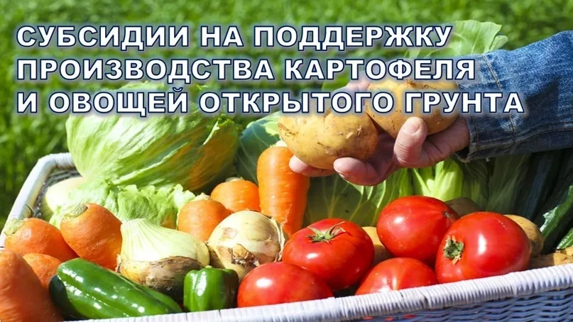 Министерство сельского хозяйства и перерабатывающей промышленности Краснодарского края (далее — министерство) информирует о том, что в 2024 году предусмотрена государственная поддержка граждан, ведущих личное подсобное хозяйство и применяющих специальный 