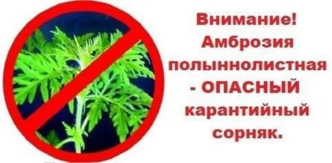 Внимание амброзия!