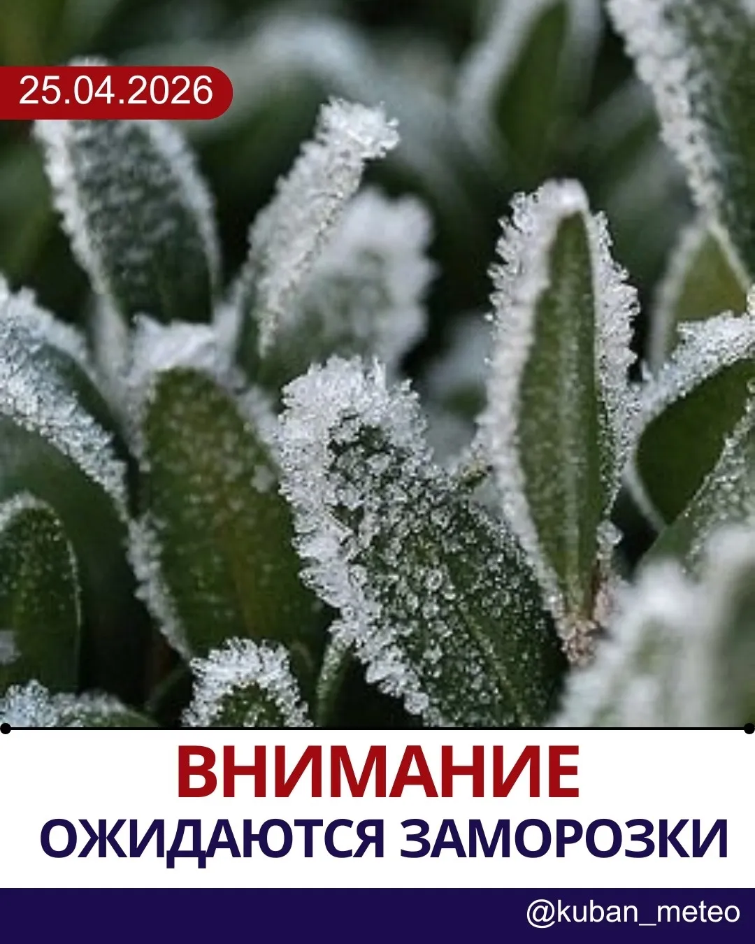 Внимание! Ожидаются заморозки